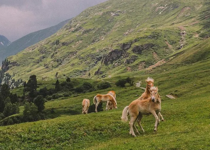 Garni Stefani 3* Vent